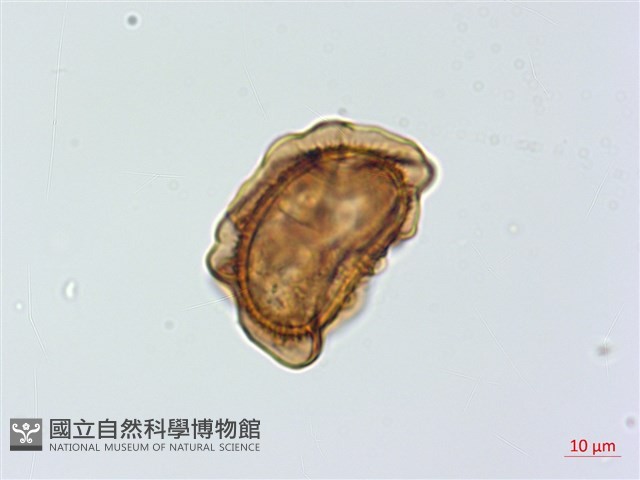 威氏鐵角蕨藏品圖，第2張