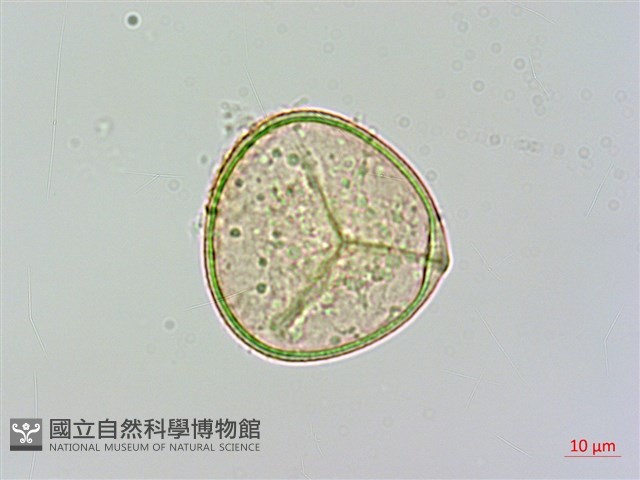 光葉鱗蓋蕨藏品圖，第1張