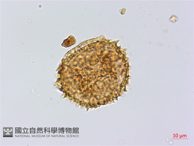 雲南三叉蕨藏品圖，第2張