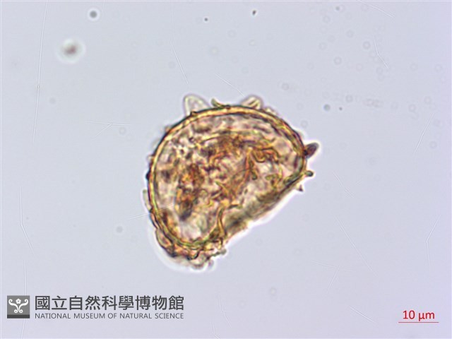 細齒貫眾蕨藏品圖，第2張