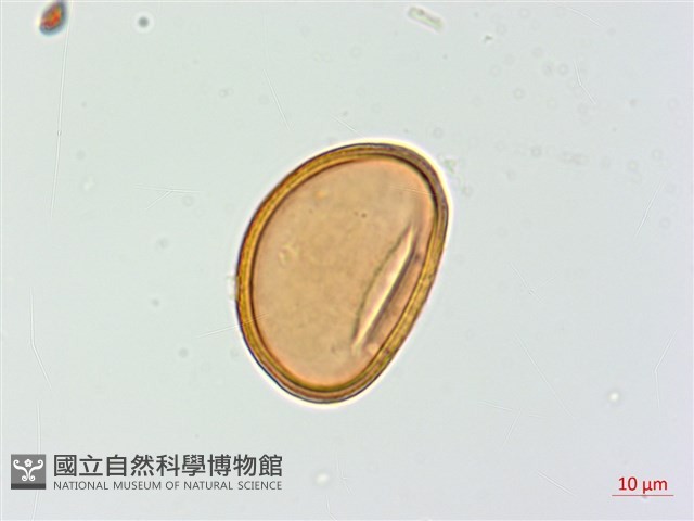 假軸果蹄蓋蕨、毛軸蹄蓋蕨藏品圖，第2張