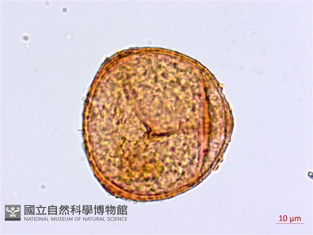 蘭嶼鐵線蕨藏品圖，第2張