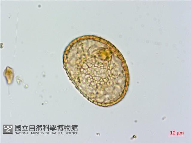 川滇蹄蓋蕨藏品圖，第2張