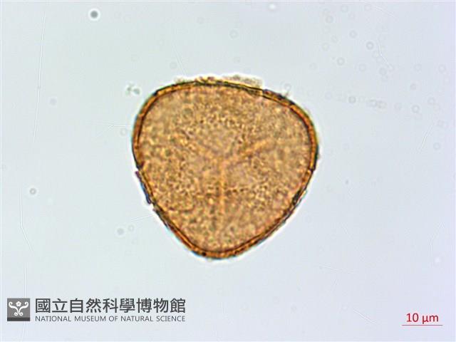 全緣鳳丫蕨藏品圖，第1張