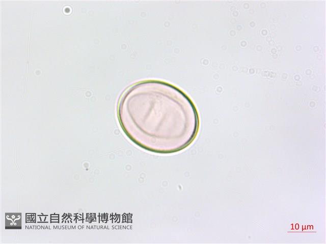 鱗柄鐵角蕨藏品圖，第1張