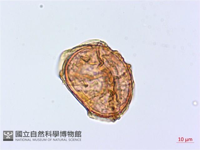 登錄號:P020032藏品圖，第1張