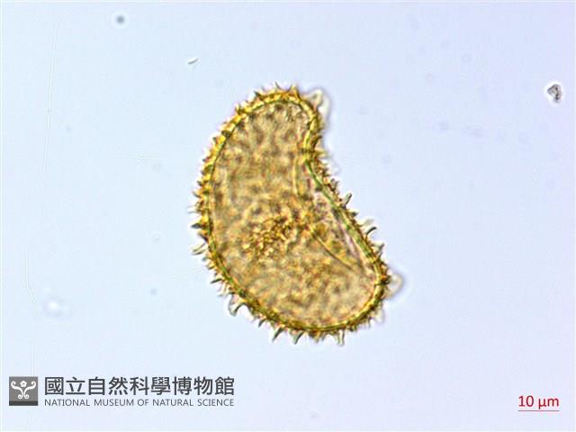 刺柄雙蓋蕨藏品圖，第2張