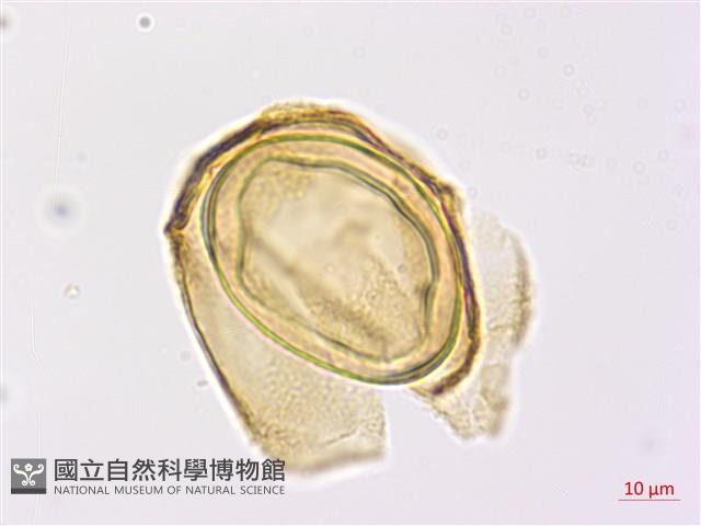 登錄號:P009762藏品圖，第2張