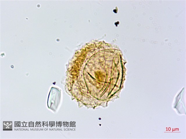 長柄牙蕨藏品圖，第2張