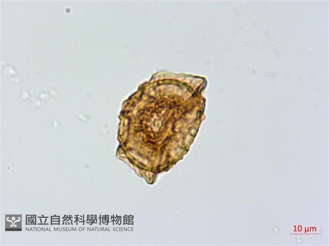 鐵角蕨藏品圖，第2張