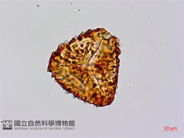 筆筒樹藏品圖，第1張