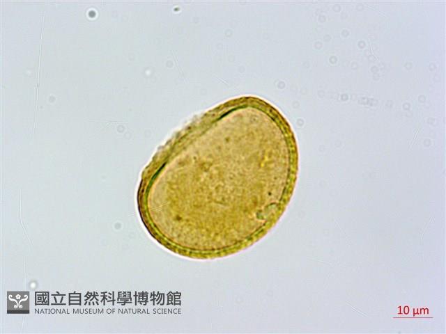 坡生蹄蓋蕨藏品圖，第1張