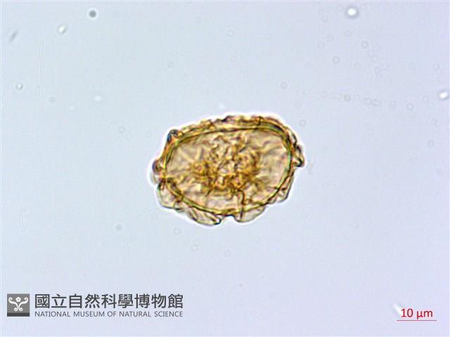 三角葉假冷蕨藏品圖，第2張