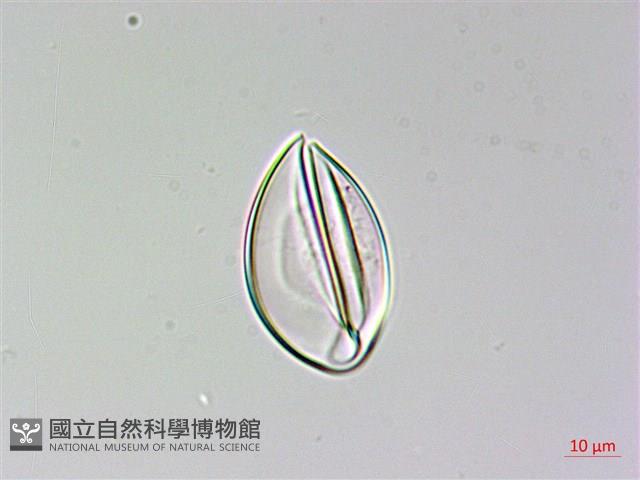 陰地三叉蕨藏品圖，第1張