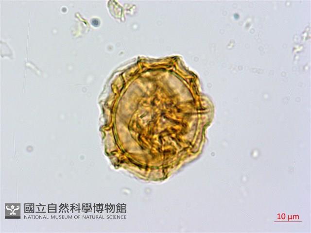 亞德氏蹄蓋蕨、假冷蕨藏品圖，第2張