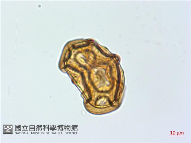 魚鱗蕨藏品圖，第2張