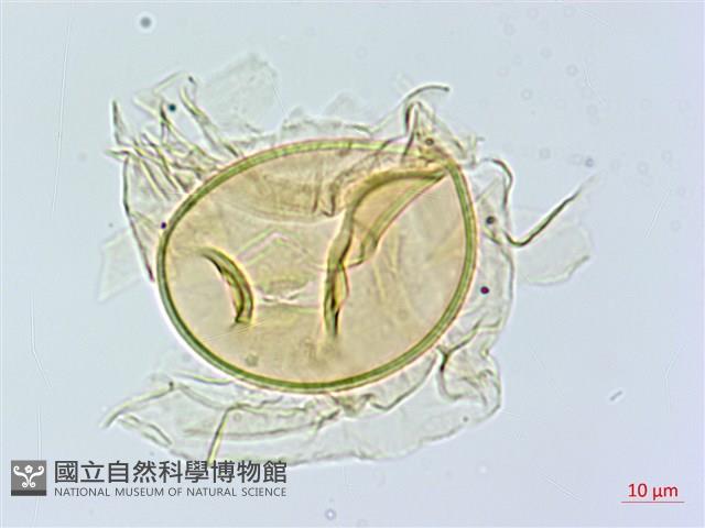 裂葉雙蓋蕨藏品圖，第2張