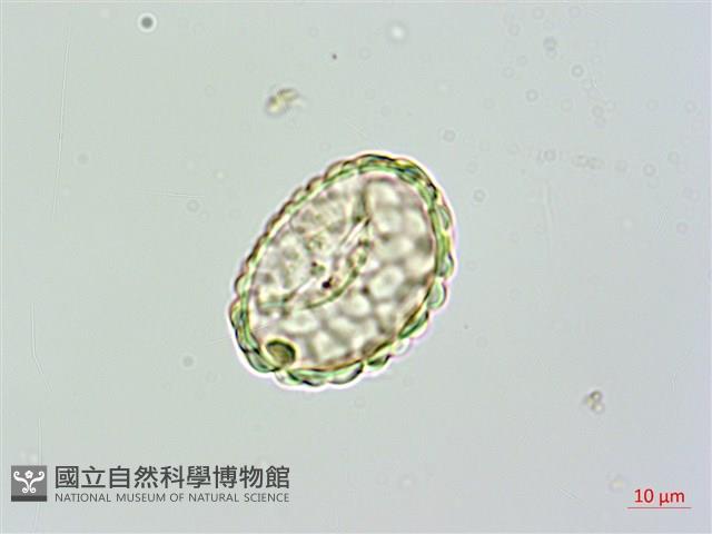 大葉骨碎補藏品圖，第1張