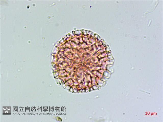 假石松藏品圖，第1張