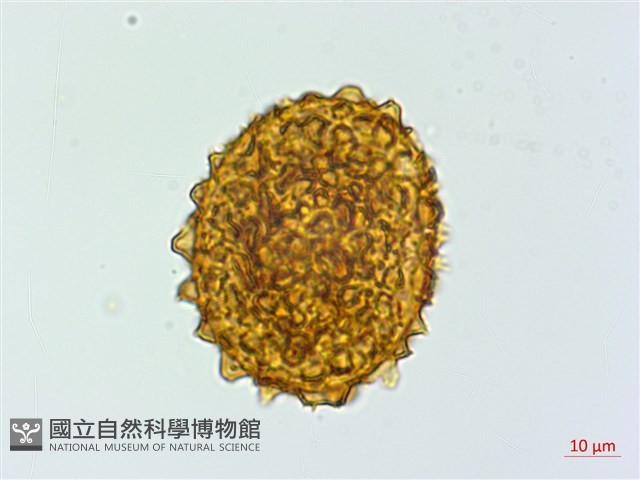 細葉複葉耳蕨藏品圖，第1張