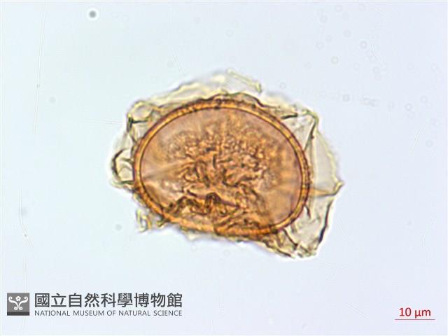 巢蕨藏品圖，第2張