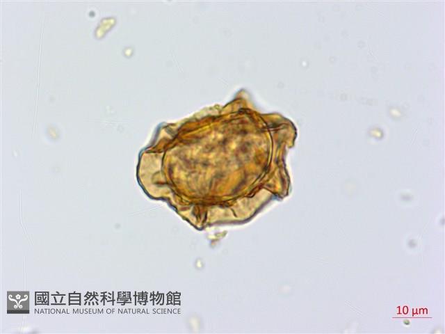 細葉複葉耳蕨藏品圖，第1張