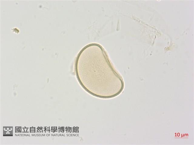 高山蹄蓋蕨藏品圖，第2張