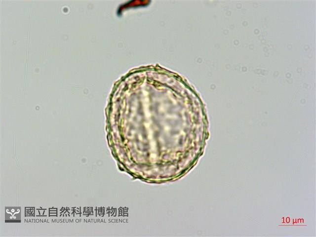 姬蕨藏品圖，第2張