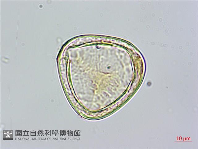 台灣桫欏藏品圖，第1張