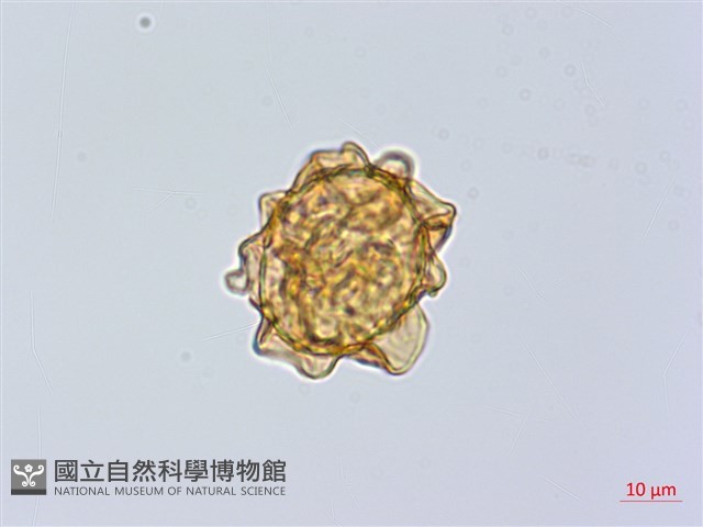 大葉貫眾蕨藏品圖，第1張