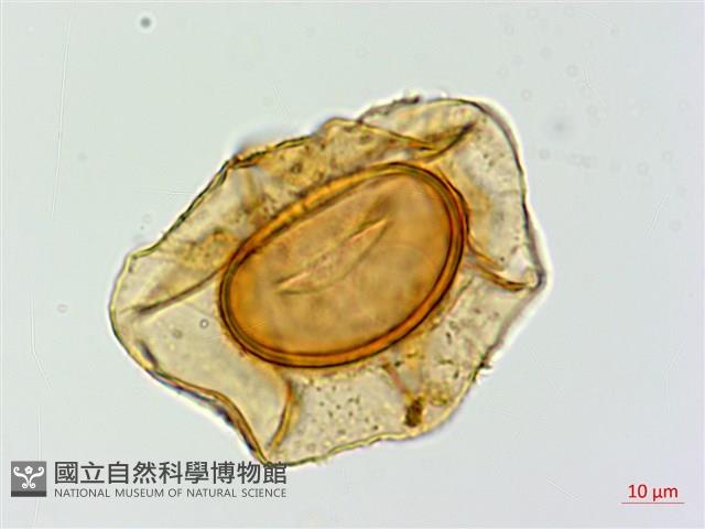 密腺蹄蓋蕨藏品圖，第1張
