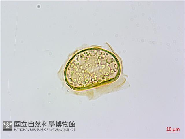 烏毛蕨藏品圖，第1張