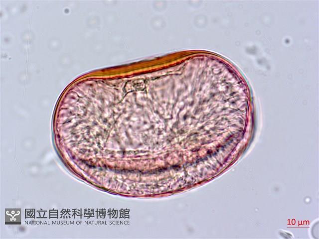 東方狗脊蕨藏品圖，第2張