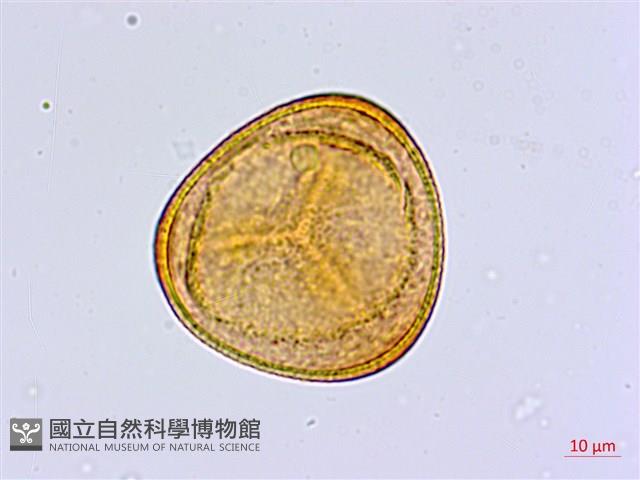 毛葉鐵線蕨藏品圖，第1張