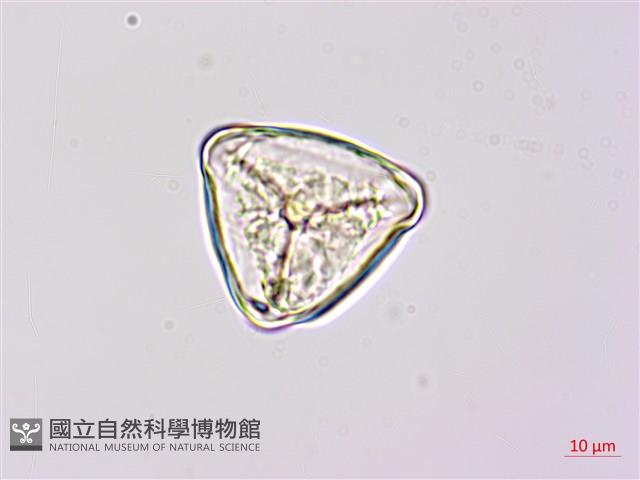 燕尾蕨藏品圖，第2張