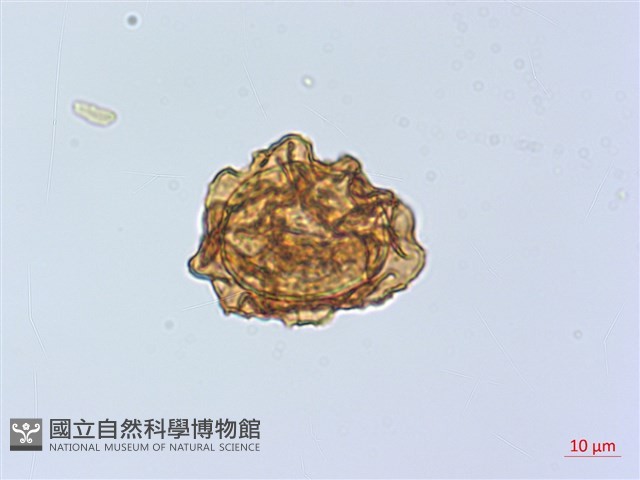 長尾複葉耳蕨藏品圖，第2張