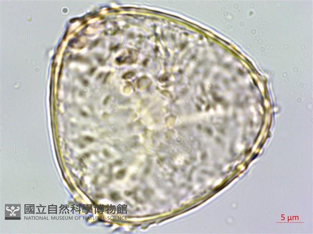 稀子蕨藏品圖，第1張
