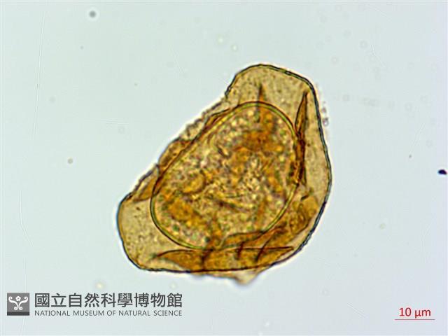 登錄號:P020030藏品圖，第1張