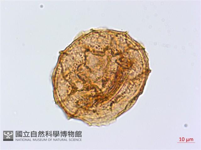 銀杏葉鐵角蕨藏品圖，第1張