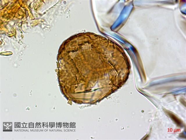 華北粉背蕨藏品圖，第2張