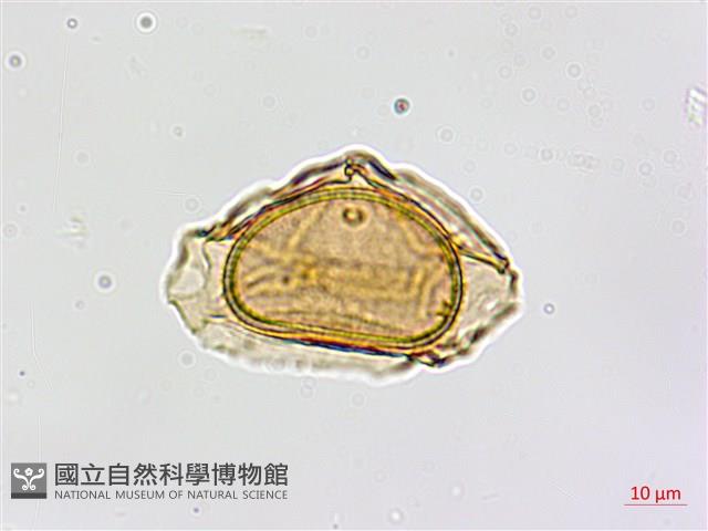 南海鐵角蕨藏品圖，第2張