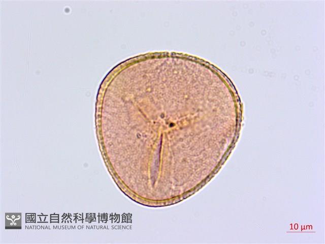 扇葉鐵線蕨藏品圖，第1張