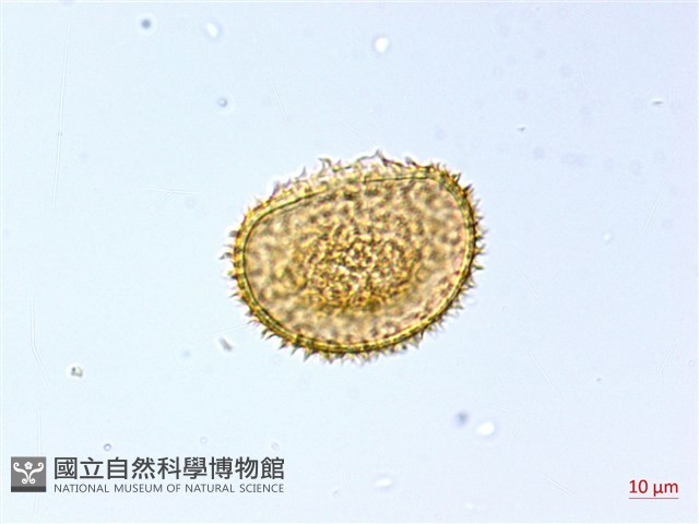 琉球雙蓋蕨藏品圖，第2張