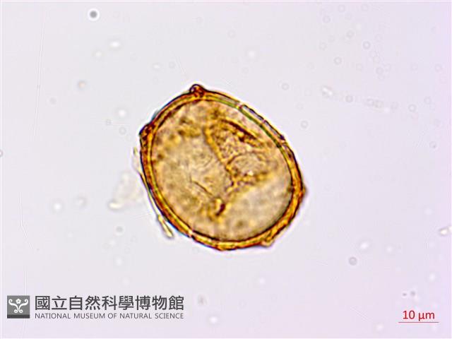 崇澍蕨藏品圖，第2張