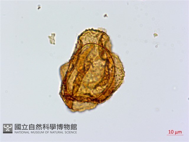 細葉複葉耳蕨藏品圖，第2張