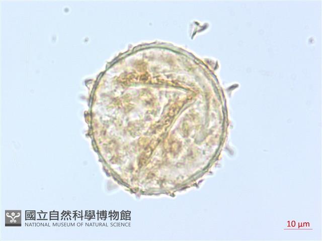 單葉雙蓋蕨藏品圖，第1張