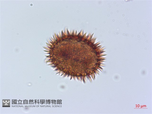 頂囊肋毛蕨藏品圖，第2張