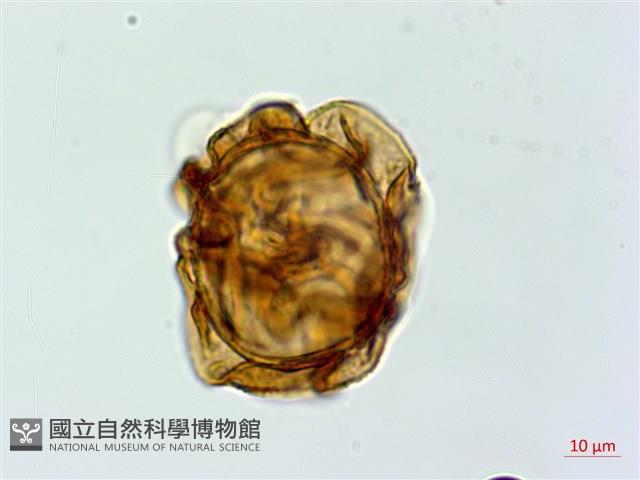 登錄號:P019440藏品圖，第1張