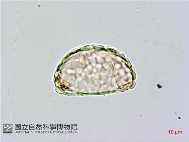 台灣小膜蓋蕨藏品圖，第2張