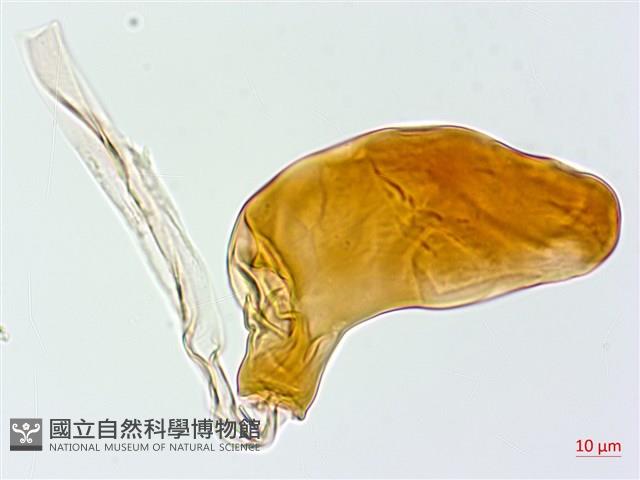 雙扇蕨藏品圖，第2張